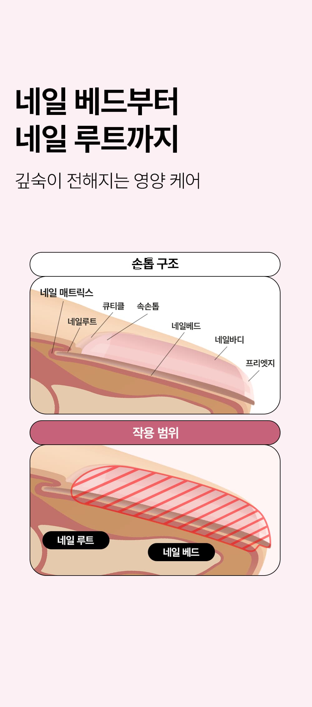 위드샨 네일 스트랭쓰너