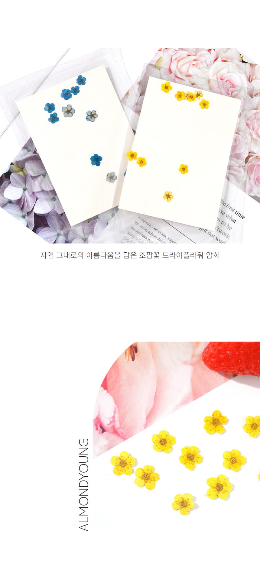 조팝꽃 드라이플라워 생화 압화 말린꽃 상세 이미지 3