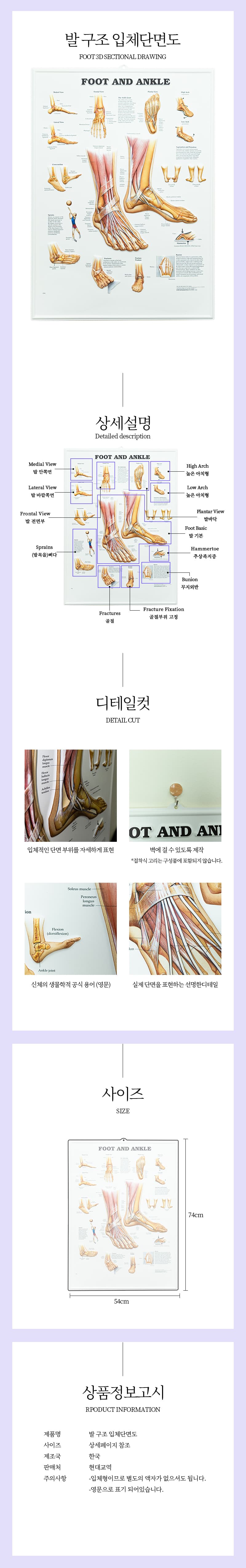 발구조단면도 발입체단면 병원 발관리샵 상세 이미지 1